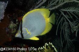 Spotfin butterflyfish